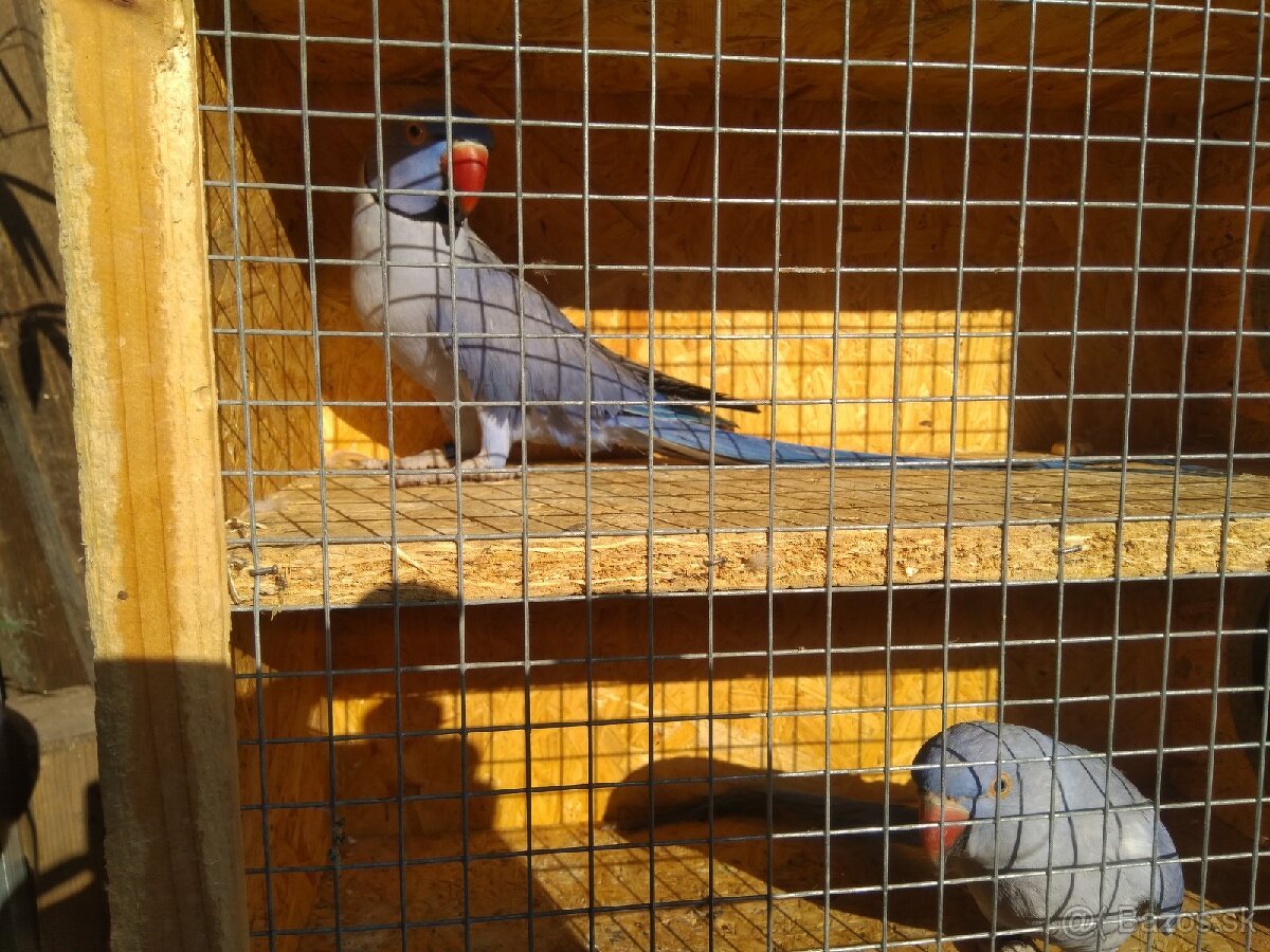 Alexandre malé-chovné páry - 4