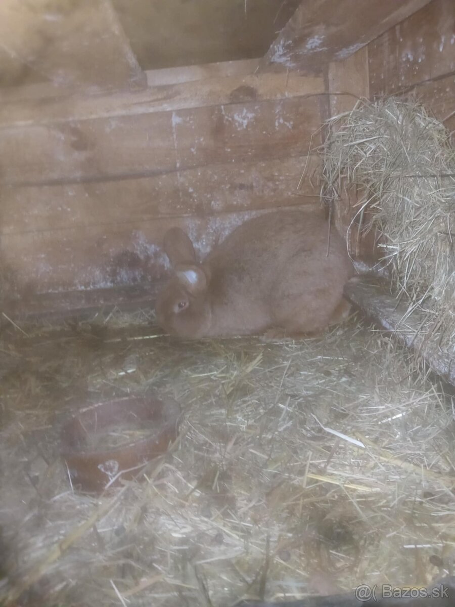 Králiky čistokrvné a krizence - 4