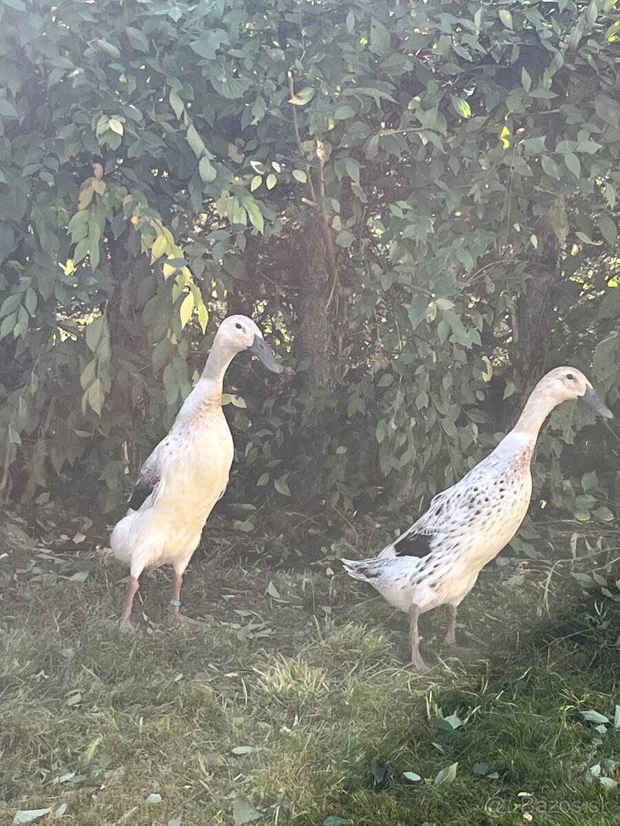 Indický bežec kačice strieborné - 4