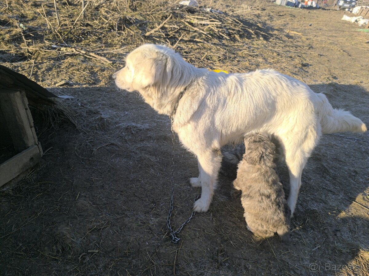 Predám šteňatá - 4