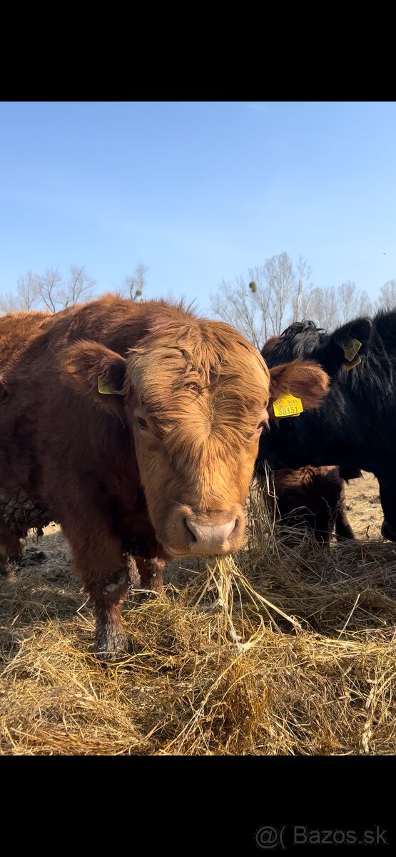 Jatočné býčky - 4