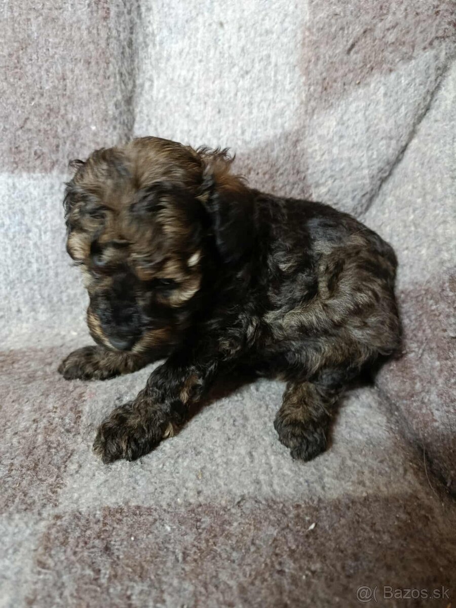 Pudel, pudlík toy - 4