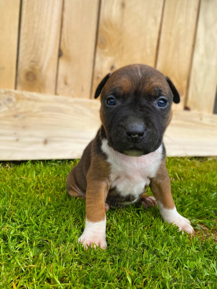 🐶 Americký stafordšírsky teriér (Amstaff, staford) - 4