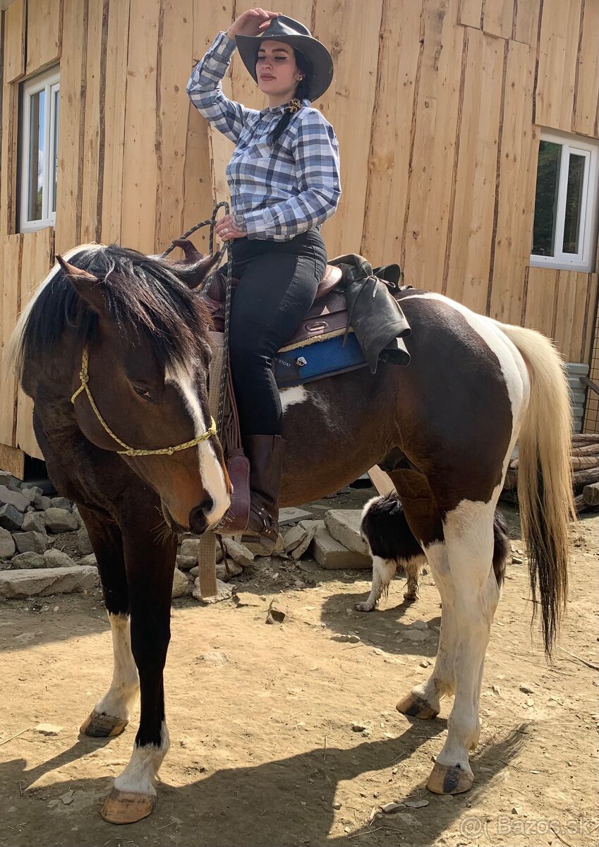 Pripúšťanie APH žrebcom - 4