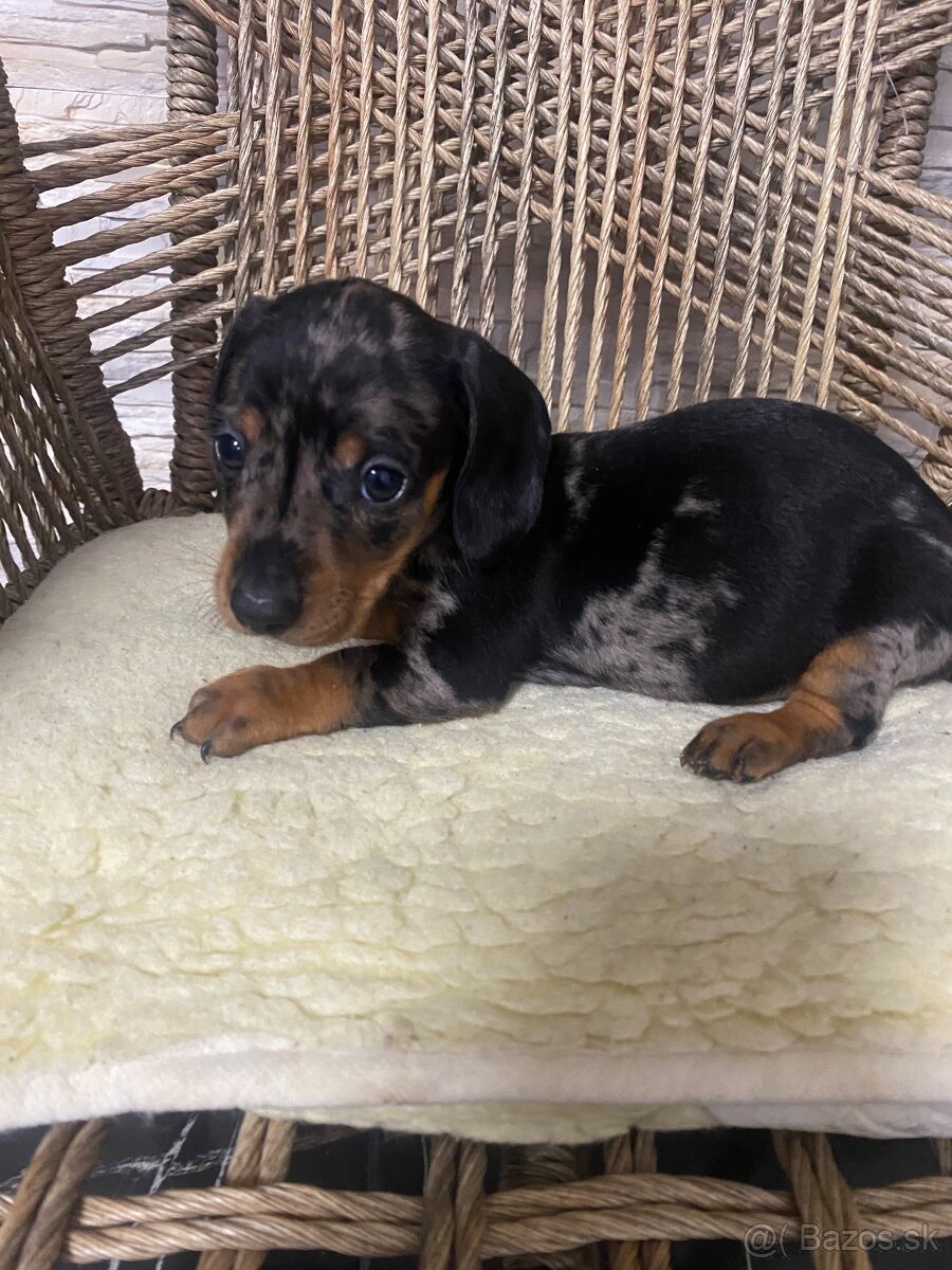 Krátkosrstý jazvecik - 4