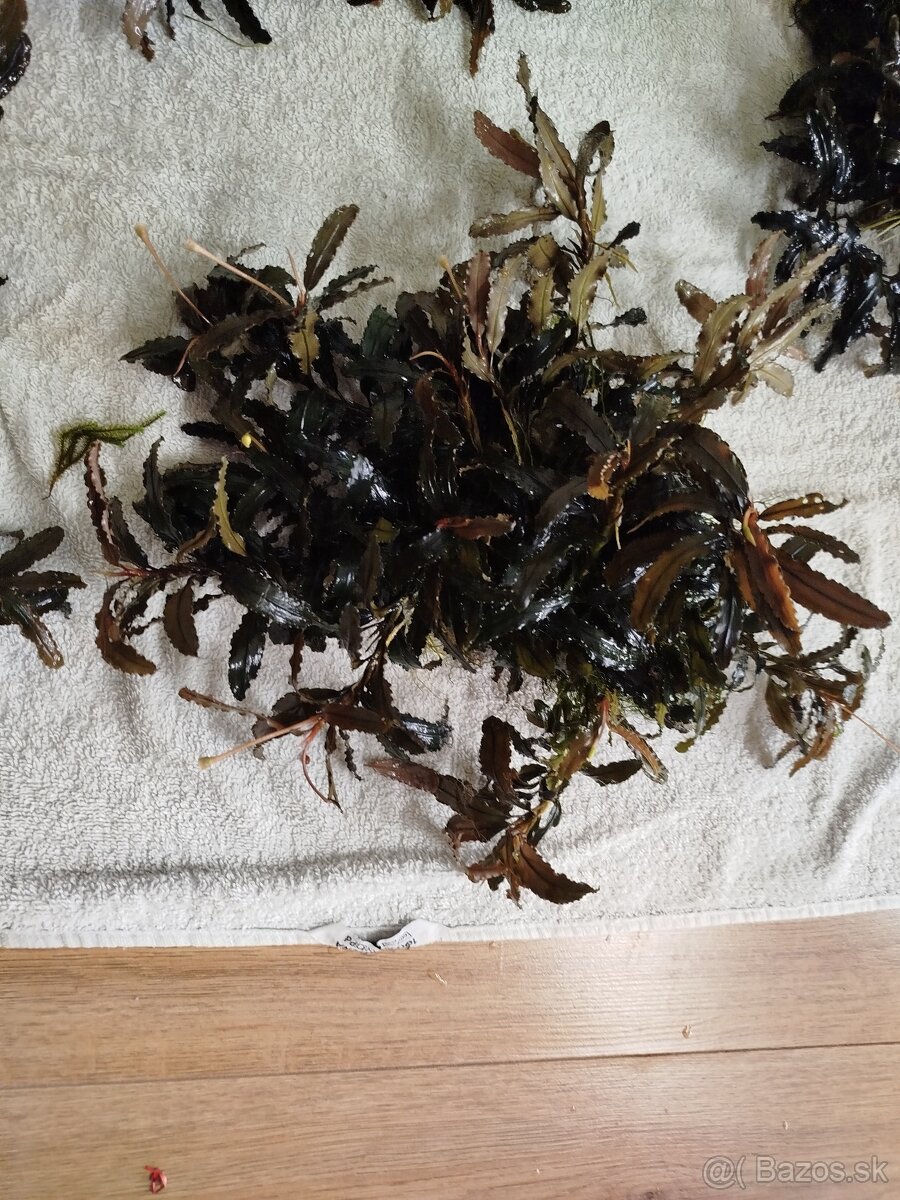 Predam rastlinky Bucephalandra - 4