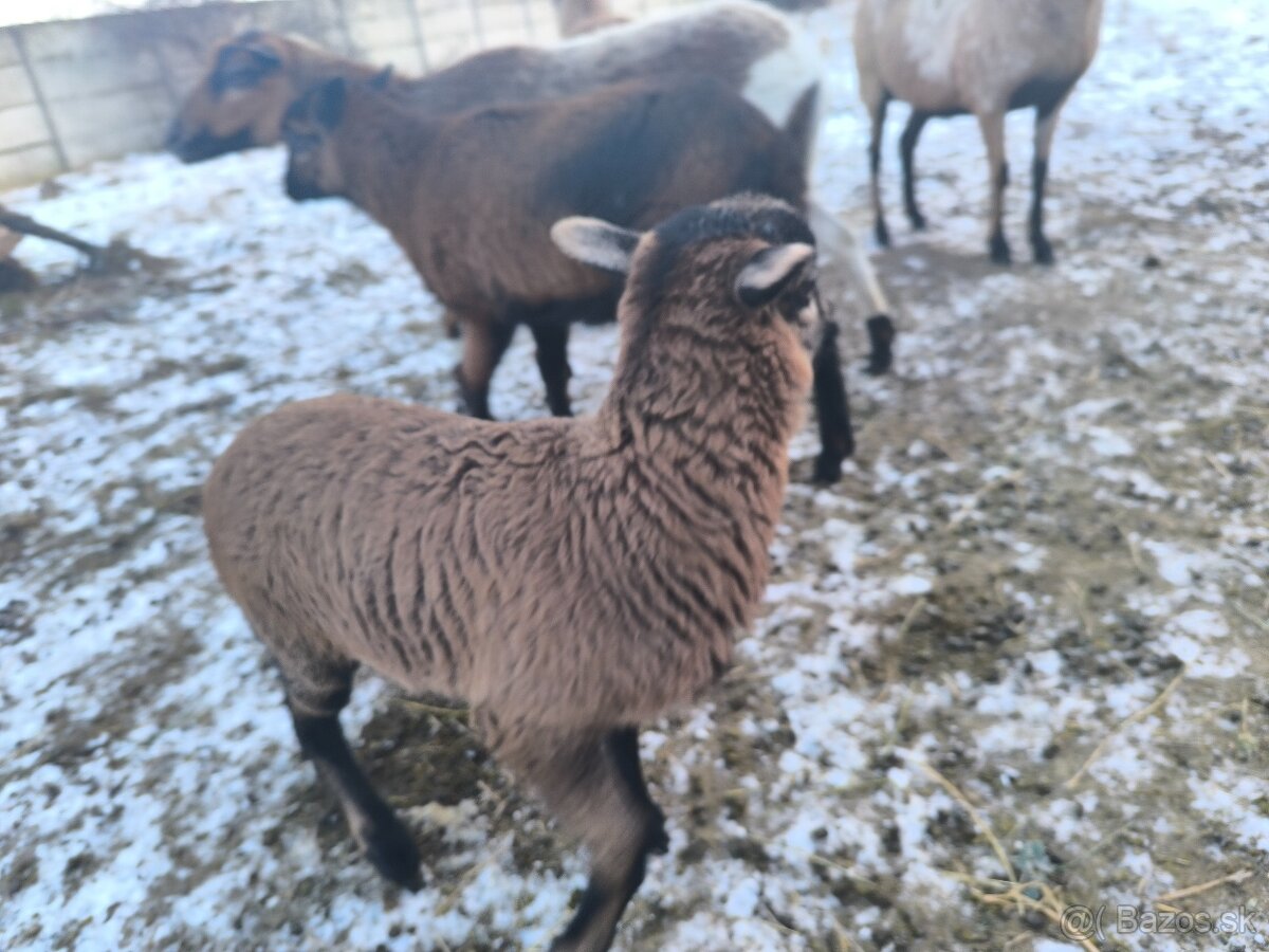 Predám ovce kamerunské 60€ - 4