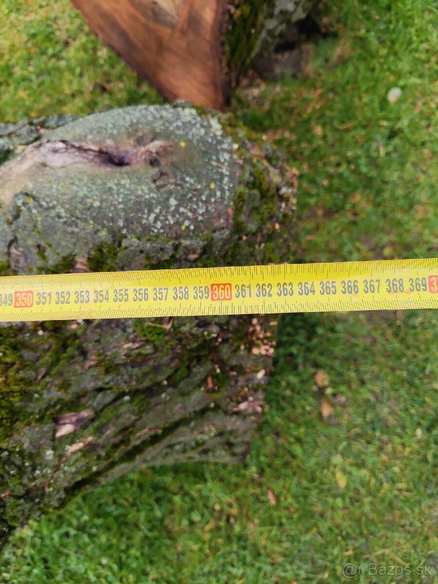 Predám kmene z čerstvo spíleneho stromu - 4