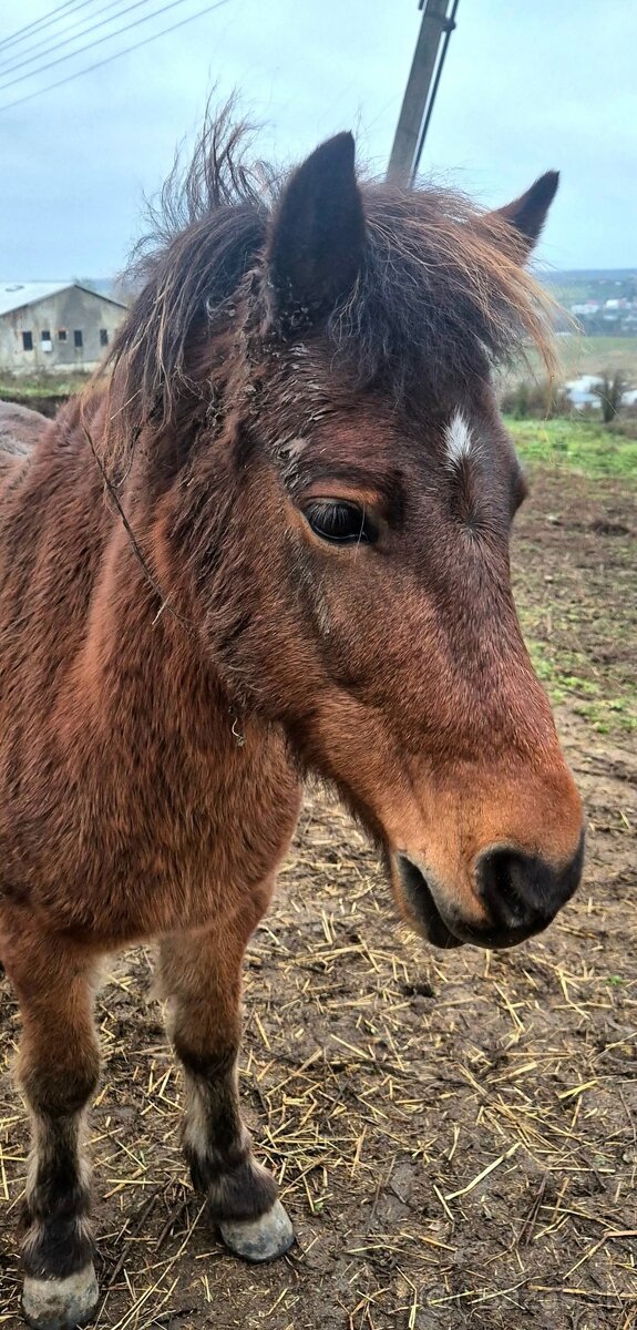 Predám poníka - 4