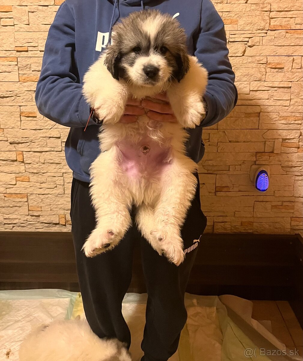 Pyrenejský horský pes - 4