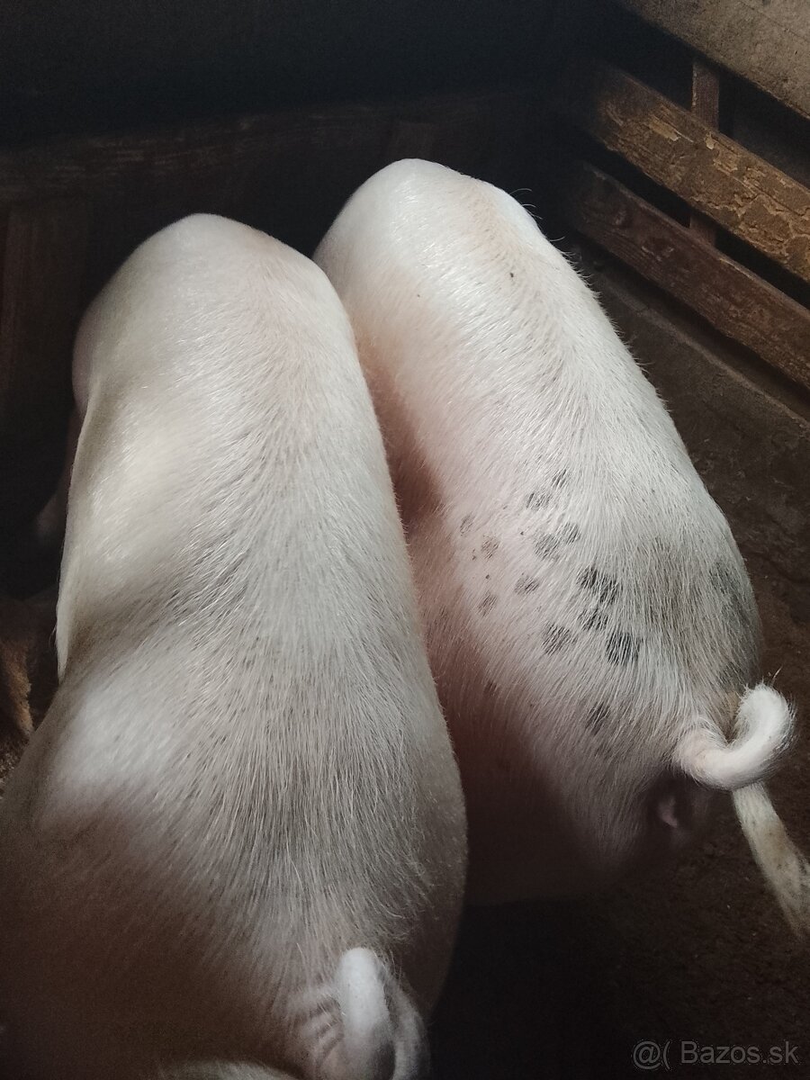 Ponúkam na predaj ošípané svinky - 4