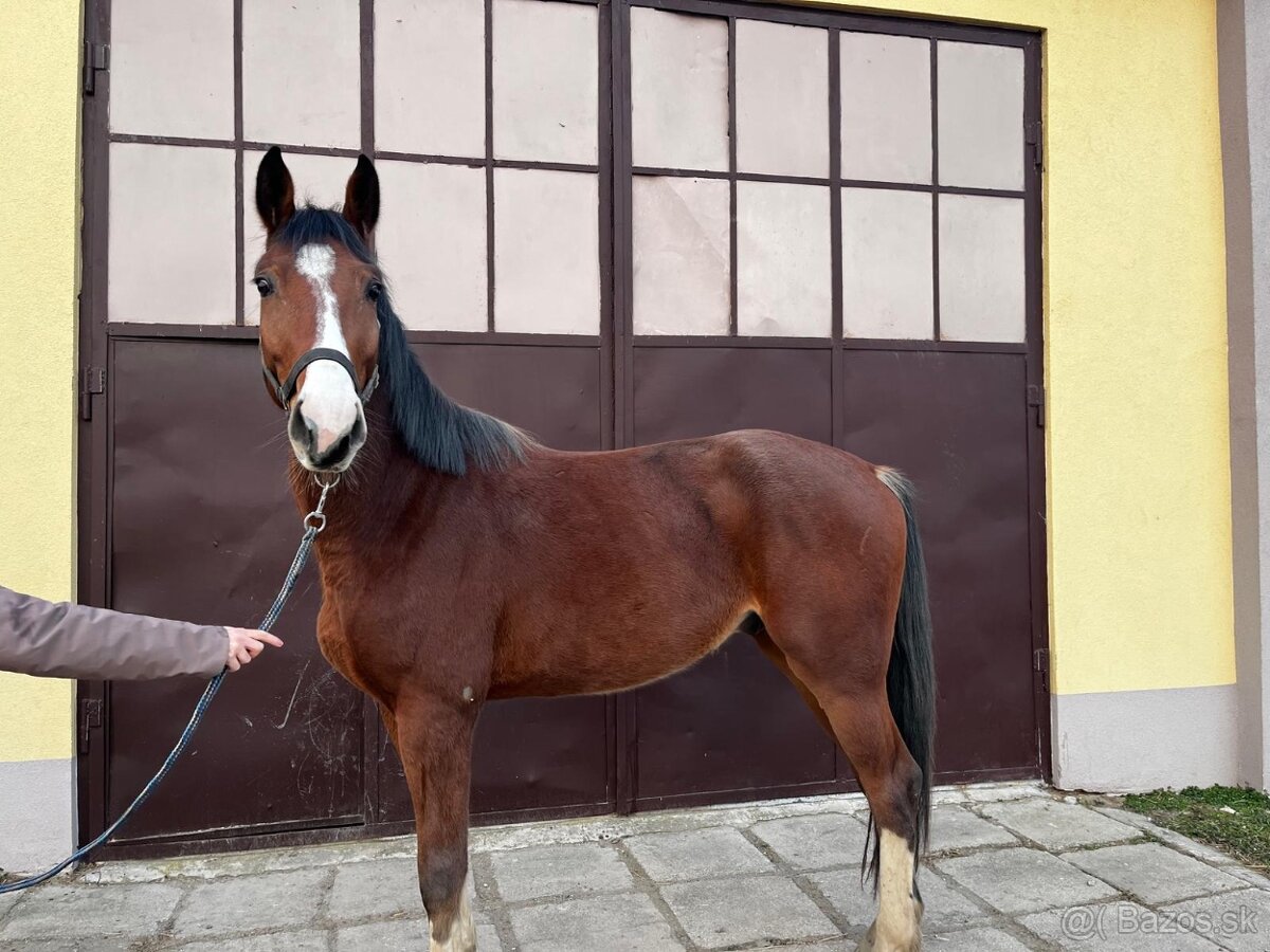 mladý valach po Chacoon Blue - 4