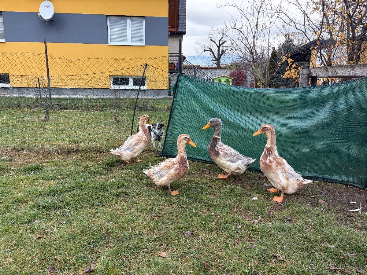 Kačice saské - 4
