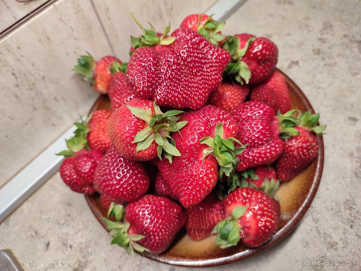 Sadenice jahôd - 4