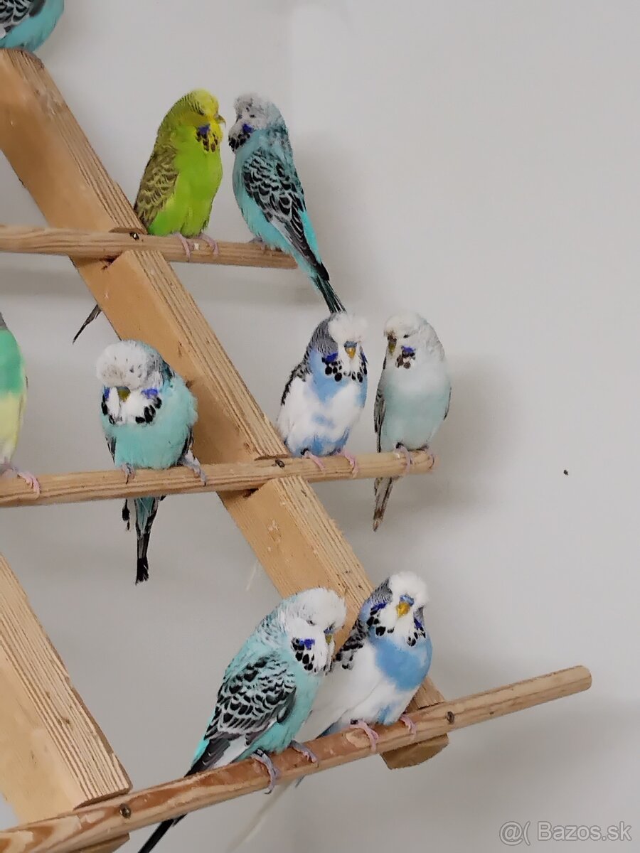 Výstavné andulky - 4