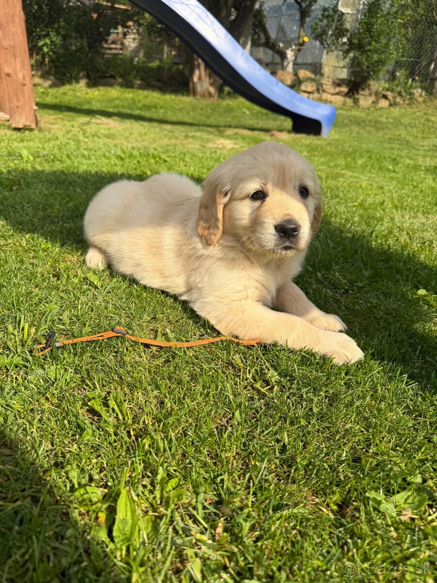 Zlatý retriever - 4