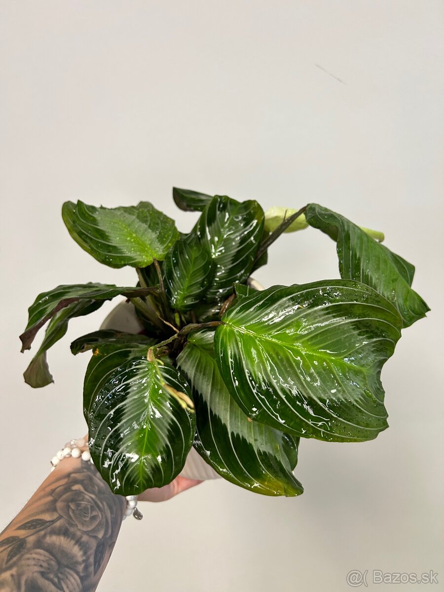 Maranta leuconeura ‘Silver Band’ - 4