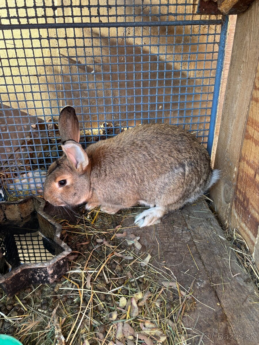 Zajace - 4