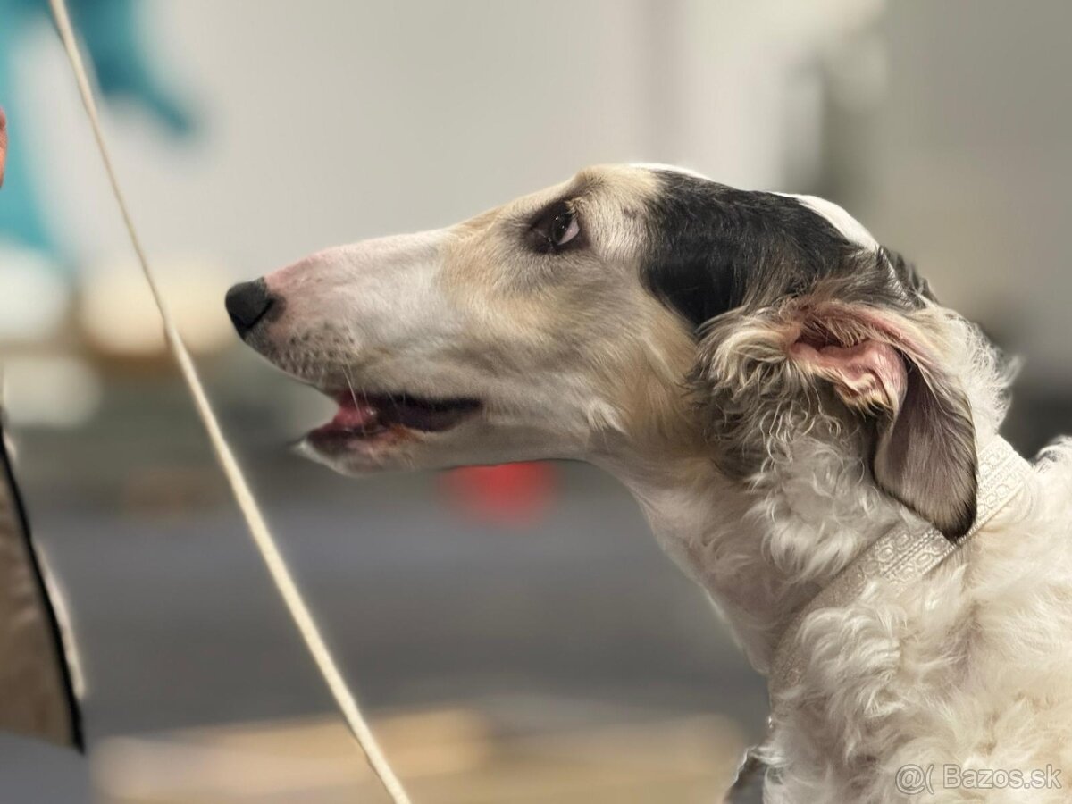 Ruský chrt Barzoj (borzoi) s PP - 4