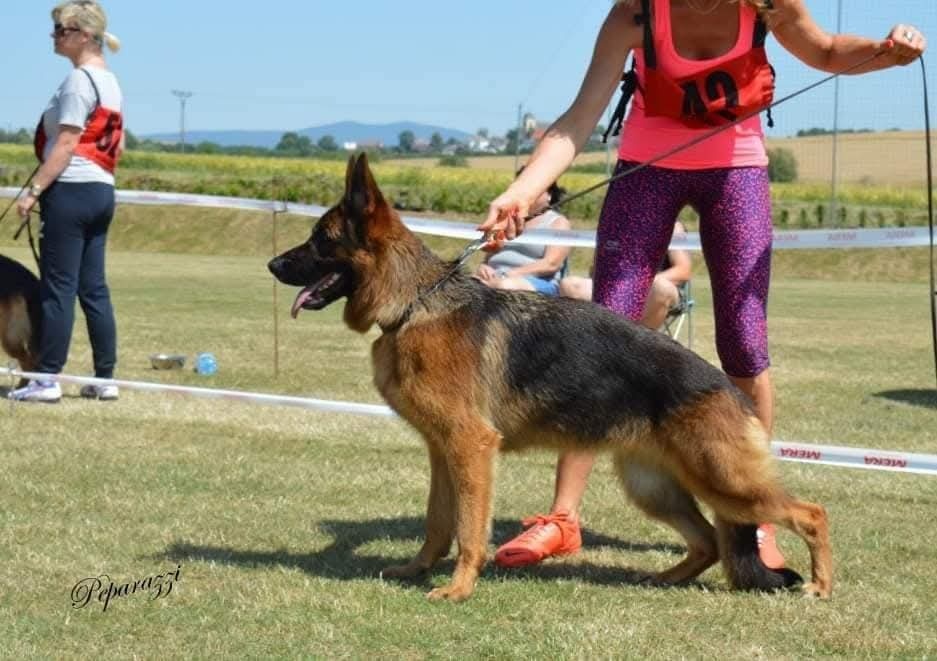 Nemecký ovčiak šteniatka - 4