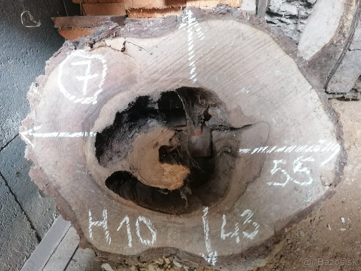 Orech - priečny rez - 4