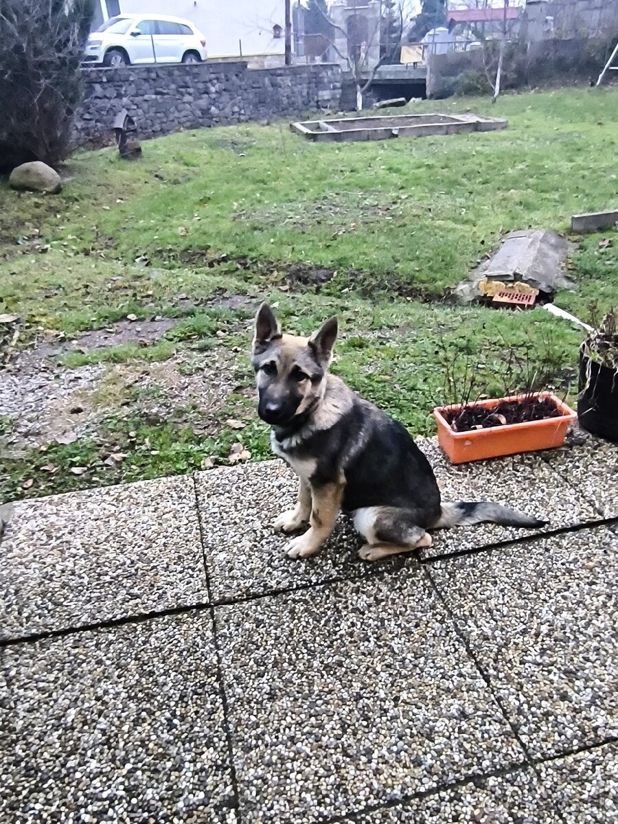 Nemecký ovčiak - 4