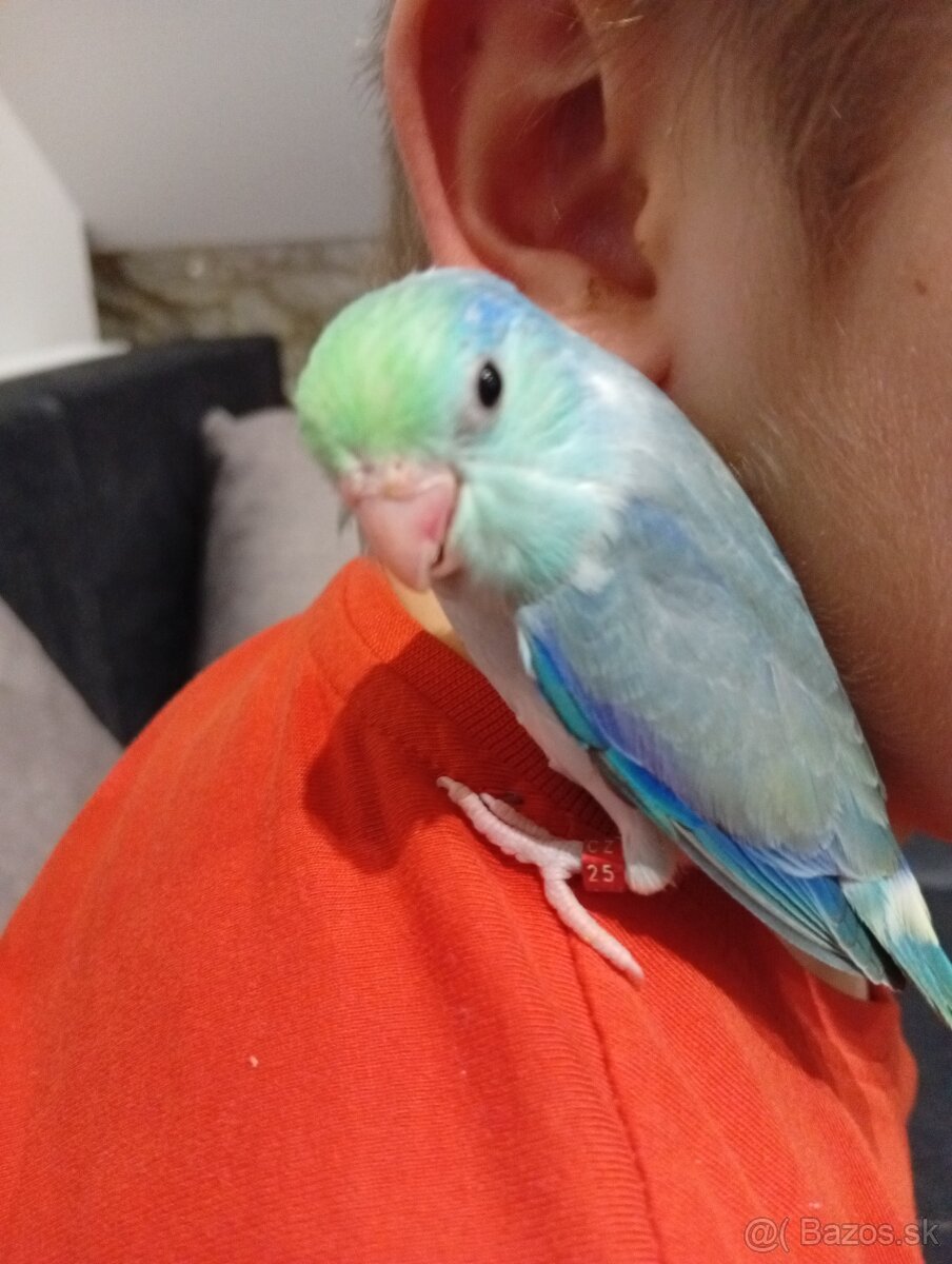 Forpus, papagájik šedokrídly - 4