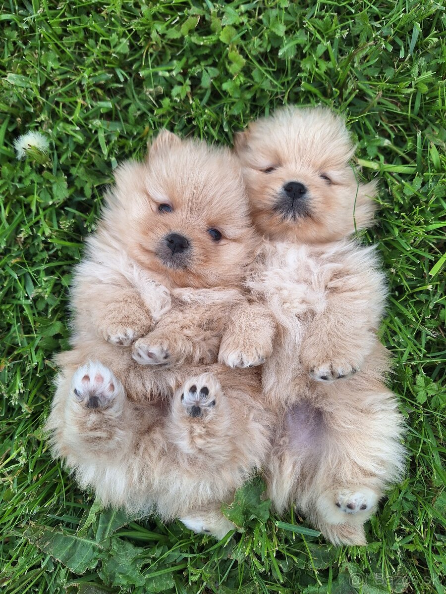 Pomeranian,pomerian špic - 4
