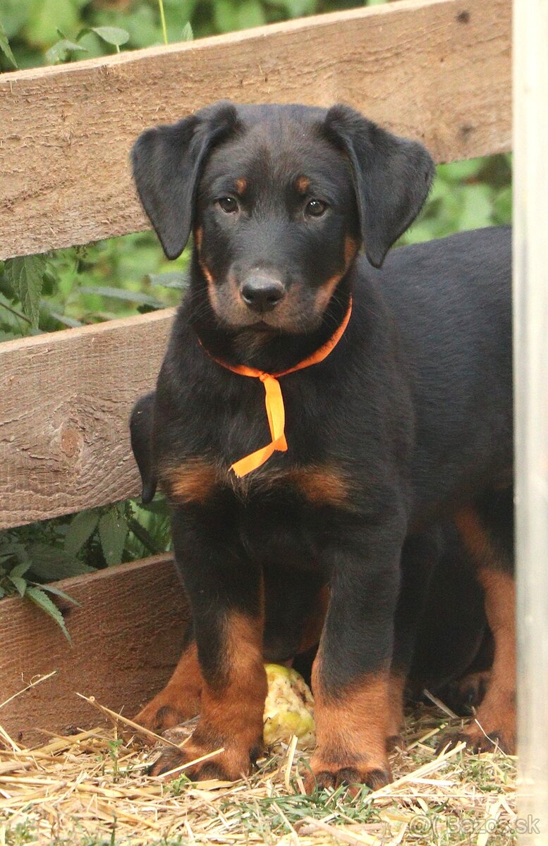 Beauceron s PP - 4