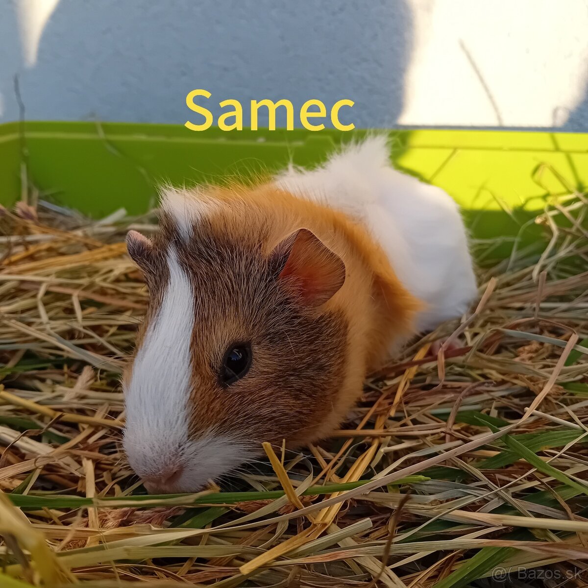 Predám morčatá - 4