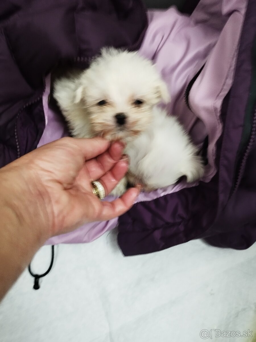 Mini maltezak šteniatka - 4