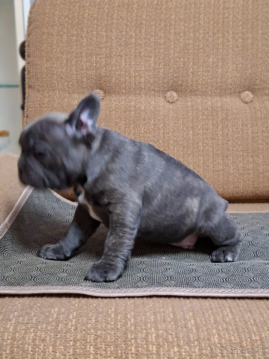 Francúzsky buldoček - 4