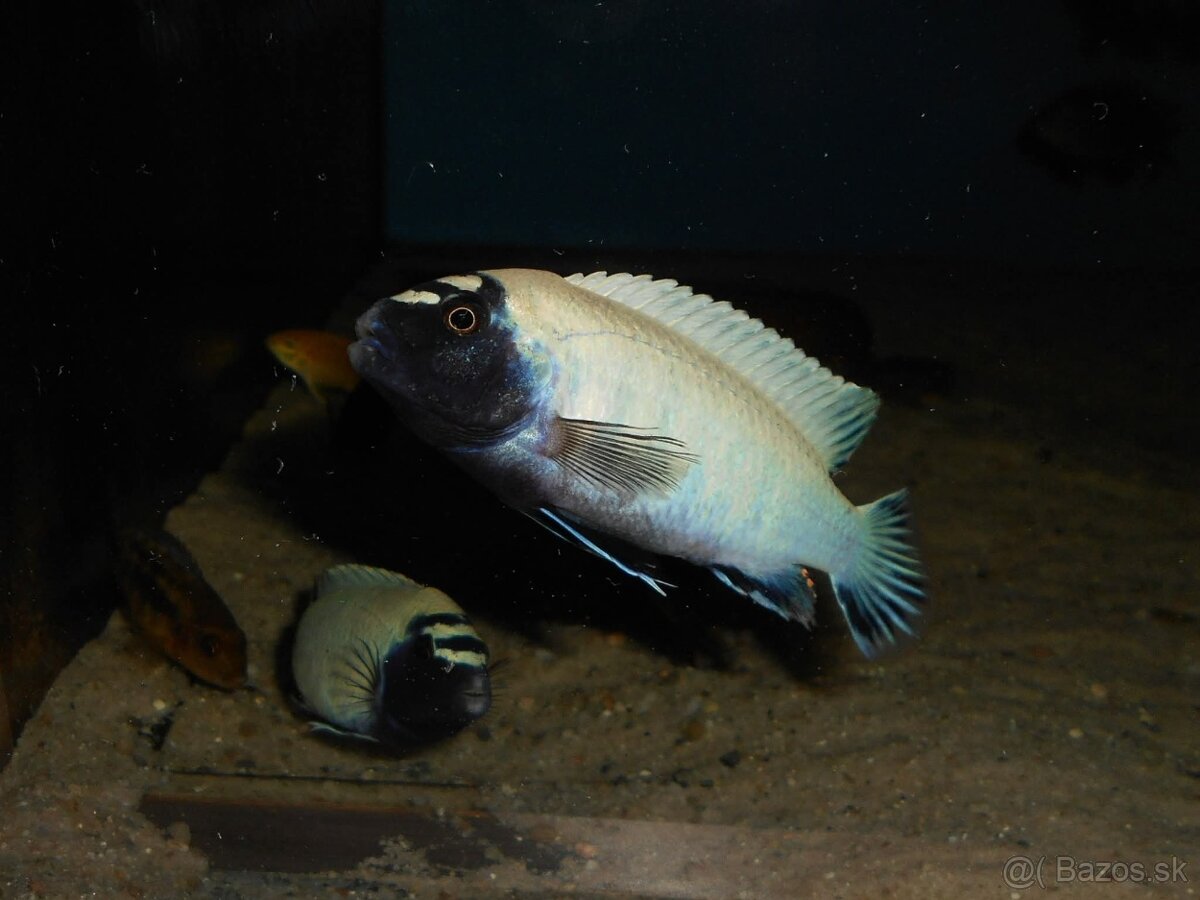 Africké cichlidy Malawi. - 4