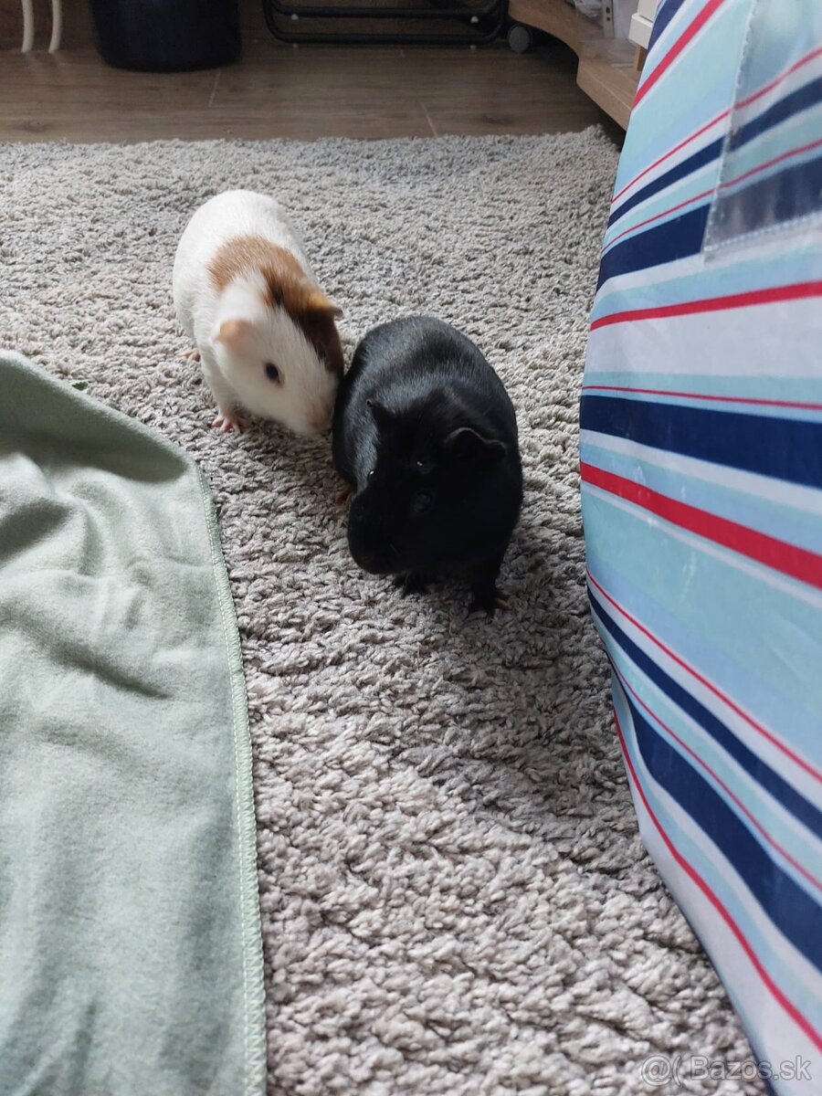 Predám 2 samičky morčiat + novú klietku - 4