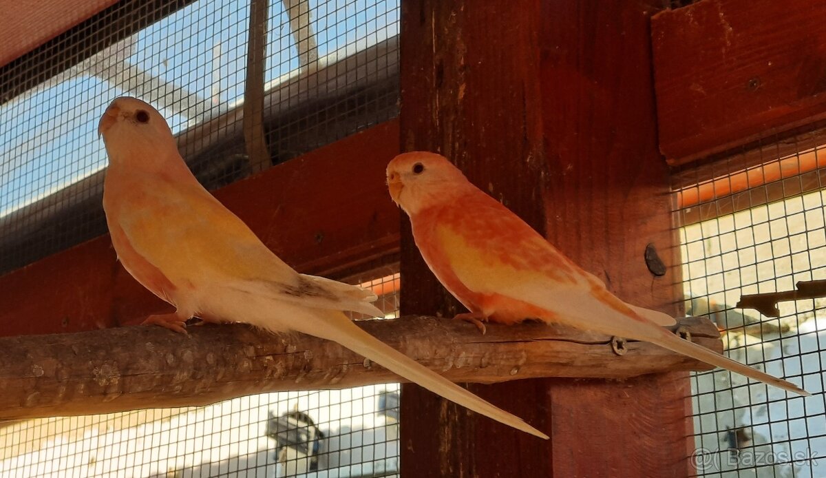 Neoféma bourkova - 4