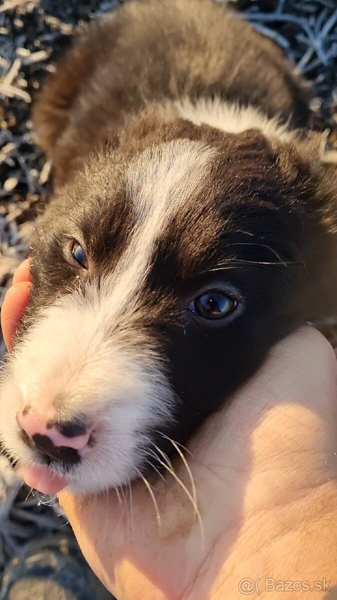 Psik border kolia - 4