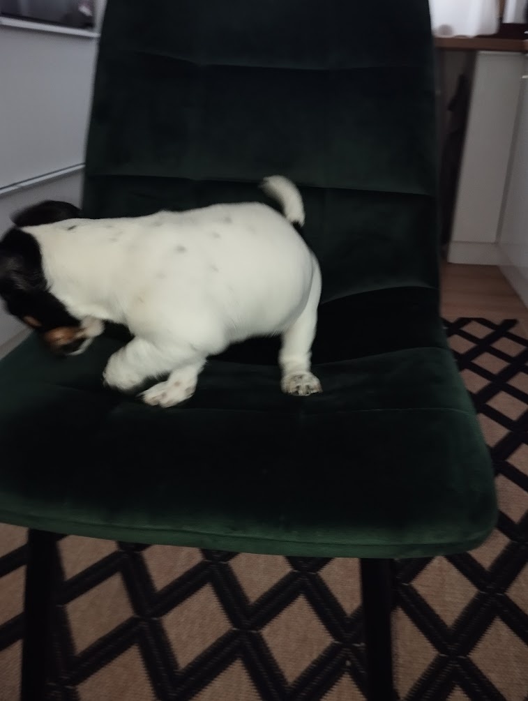 Jack Russel terier - 4