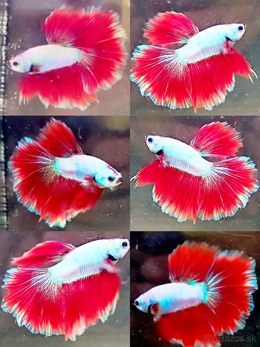 Betta Splendens - Bojovnica Pestrá. - 4