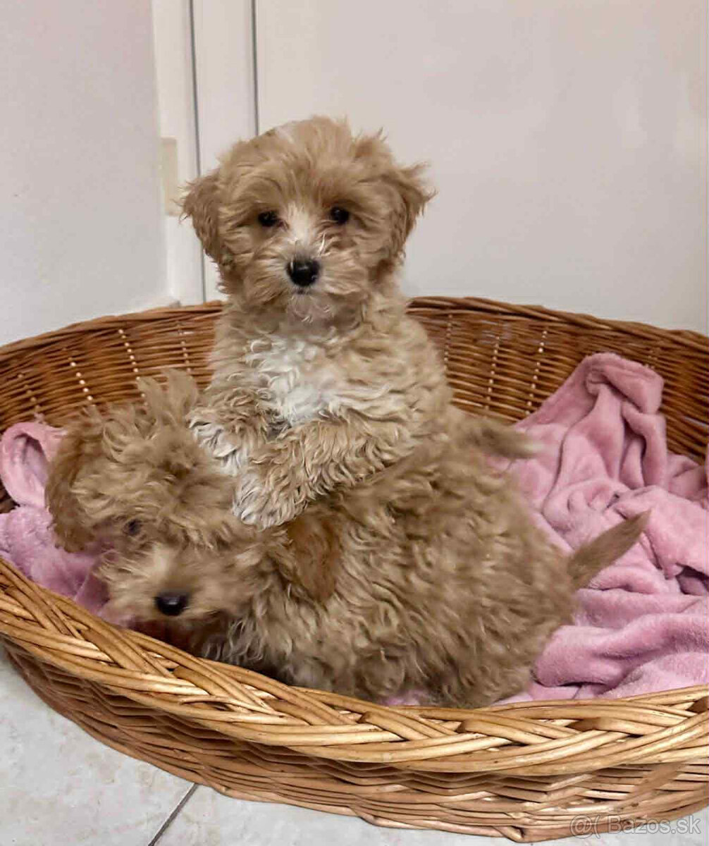 Maltipoo, pudel, pudlik, maltezak - 4