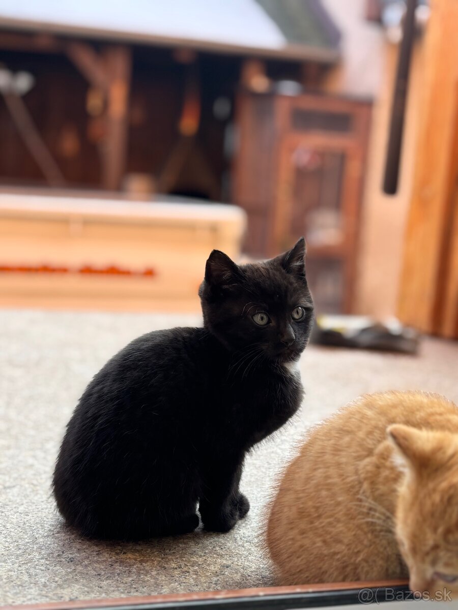 Mačiatka - 4