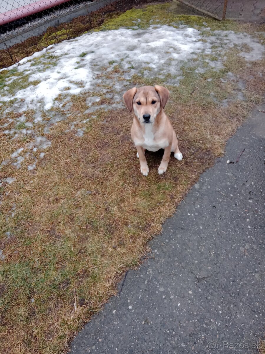 Darujem šteniatko fenku. - 4