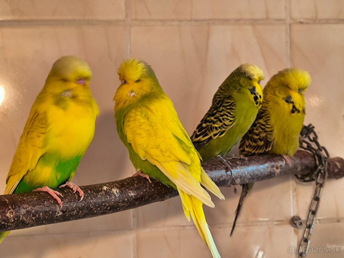 Andulky výstavný typ - 4