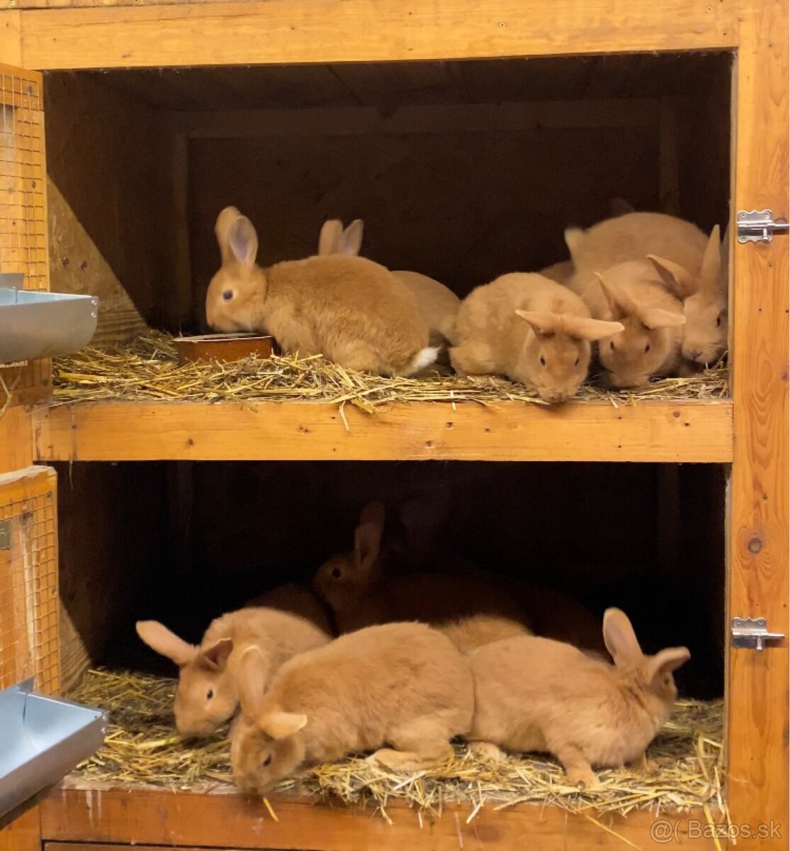 Burgundské králiky - 4