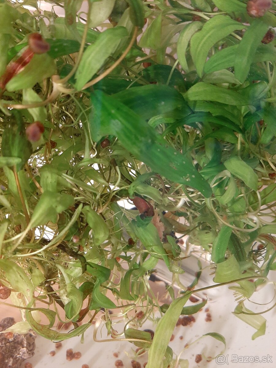 Slimak Kotuľka hnedá - 4