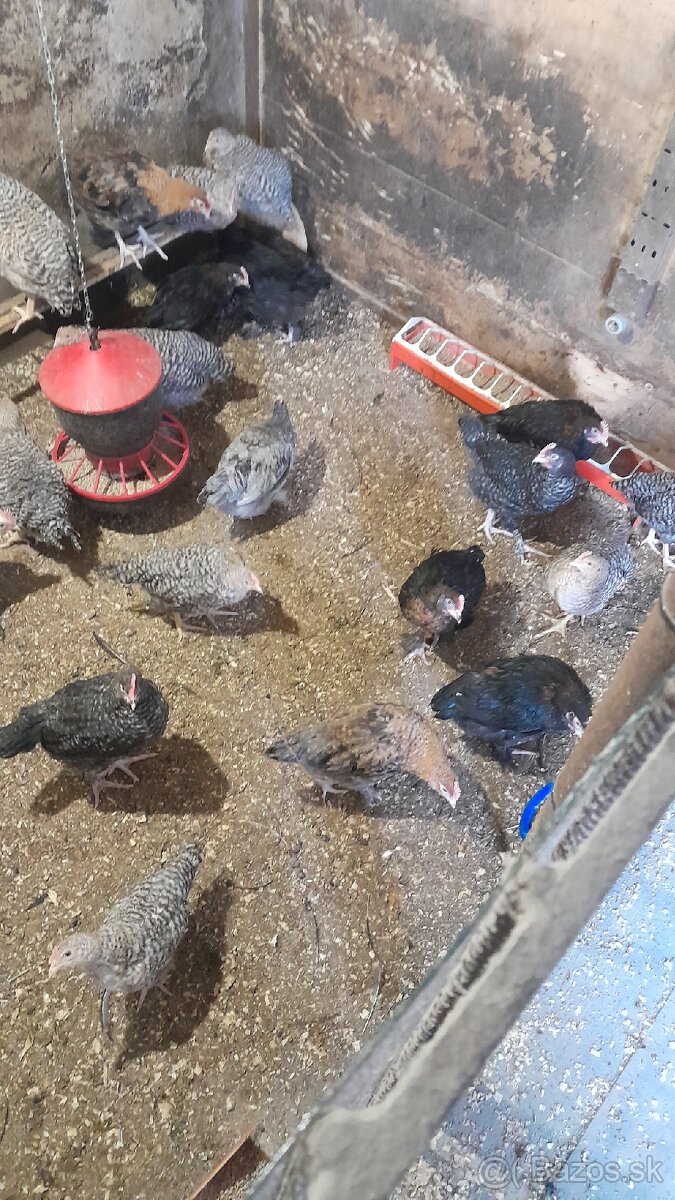 Predám kohutikov. - 4