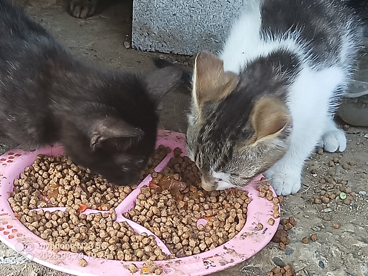 Chlpaté roztomilé lapače myší- mačiatka - 4