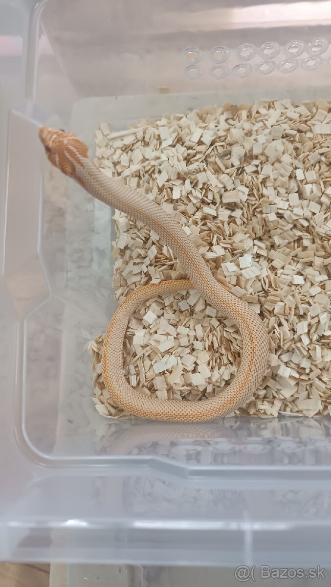 H E T E R O D O N Y (dovoz do BA) - 4