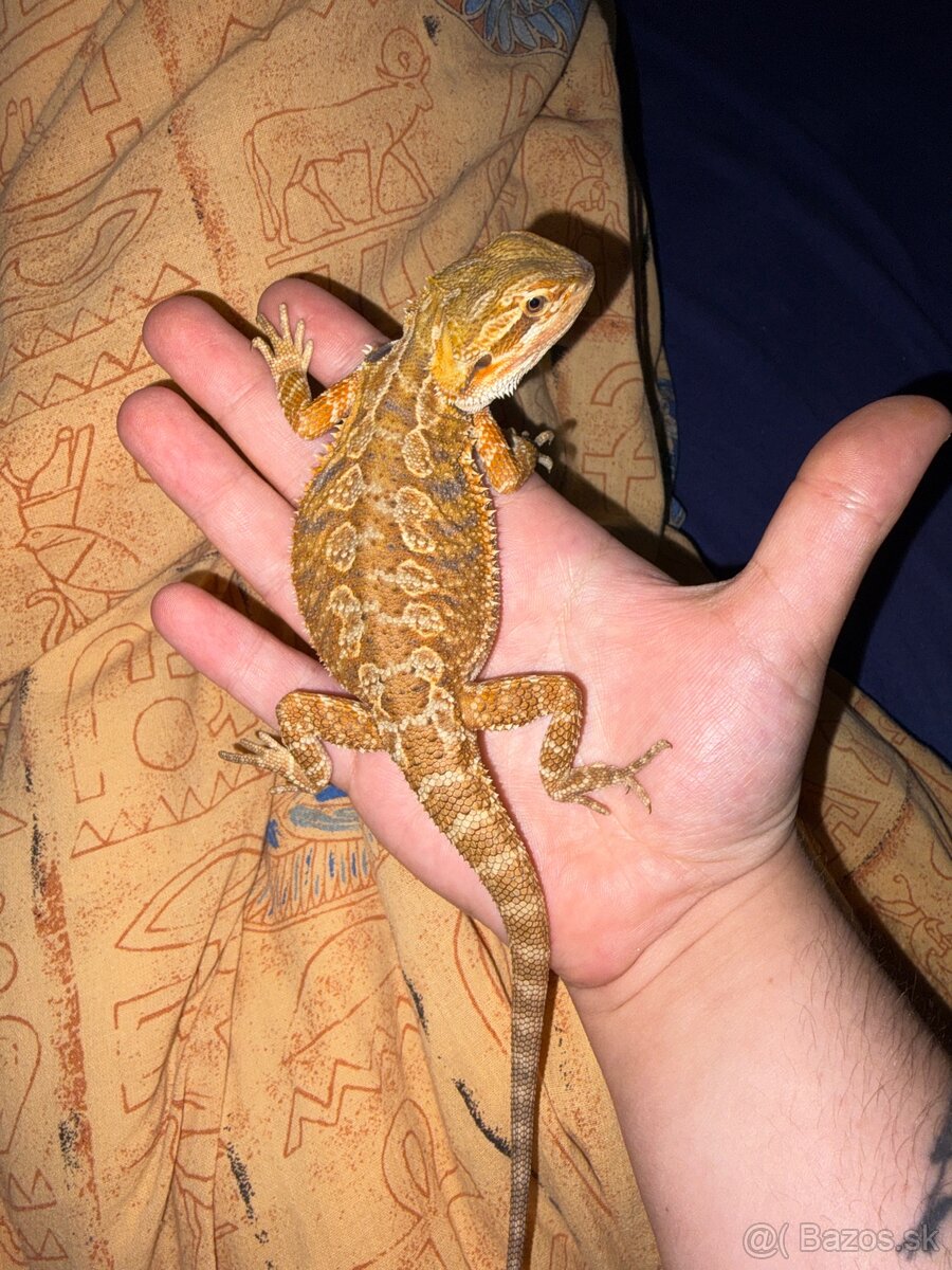 agama bradatá - 4