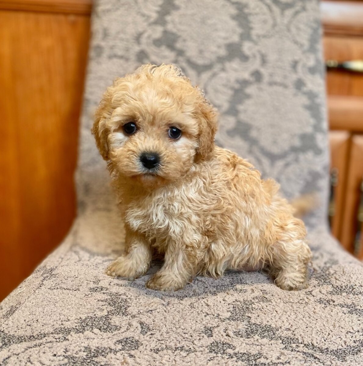 Maltipoo boys male - 4