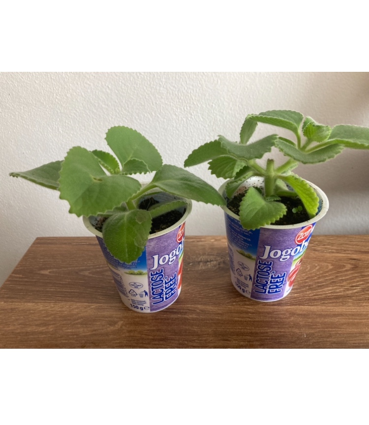 Nadchovnik, Rymovnik - Mexicky eukalyptus - 4